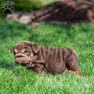 Chanel Cocoa, English Bulldog Puppy